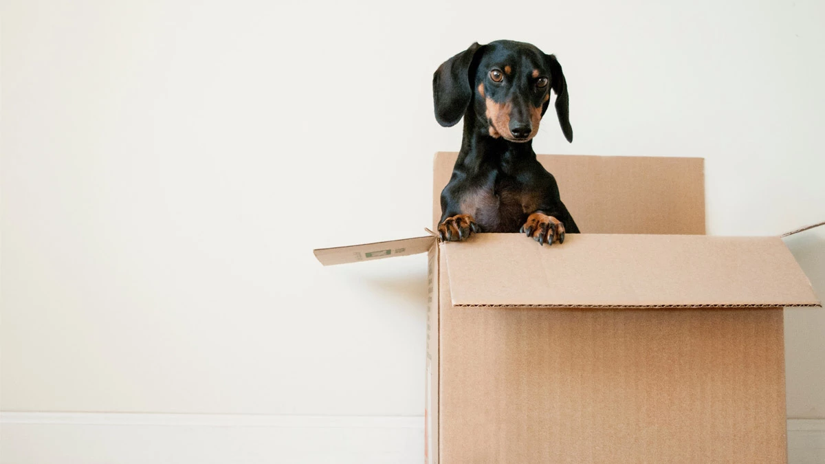 如何带宠物一起安全搬家？
